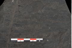 Foto (Detailansicht) von Polypodites latipernuis Ettingshausen (NHMW-GEO-2024-0188-10526)